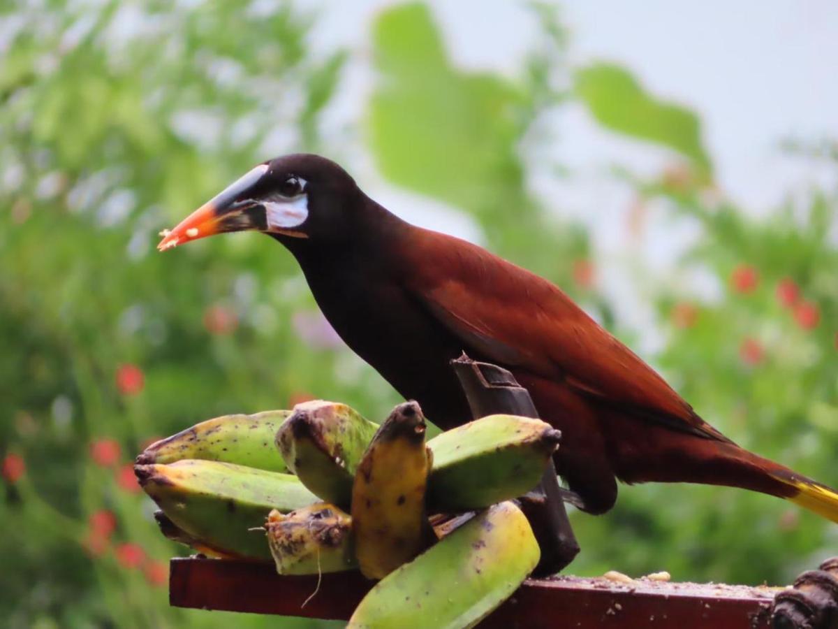 La Ceiba Tree Lodge Tilarán Exteriér fotografie