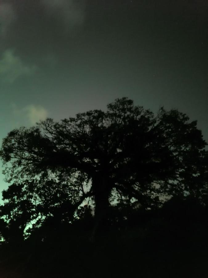 La Ceiba Tree Lodge Tilarán Exteriér fotografie
