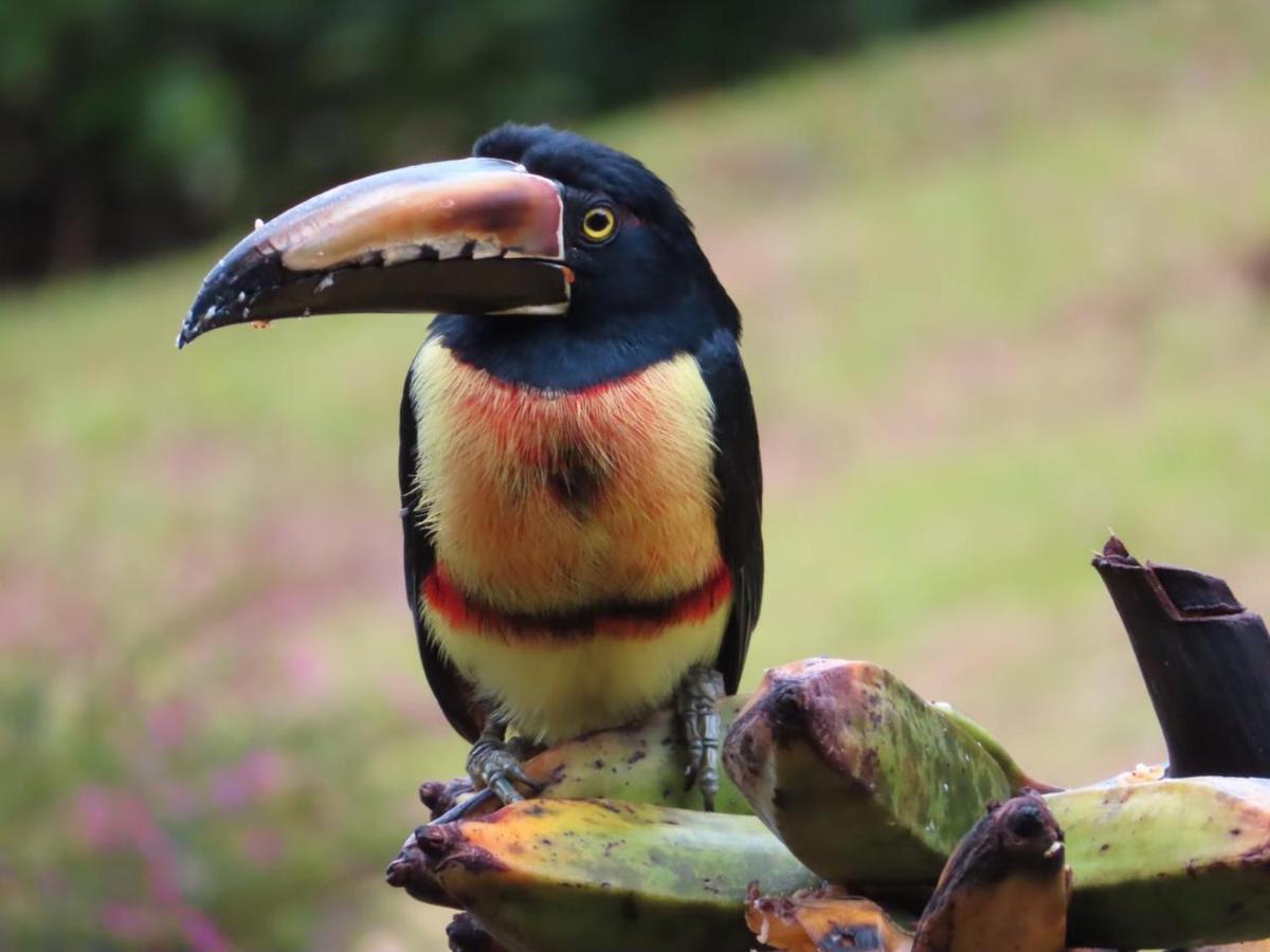 La Ceiba Tree Lodge Tilarán Exteriér fotografie