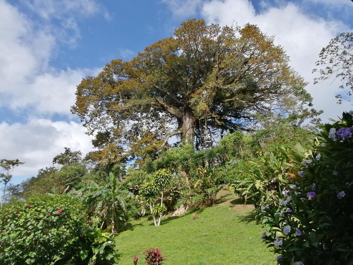La Ceiba Tree Lodge Tilarán Exteriér fotografie