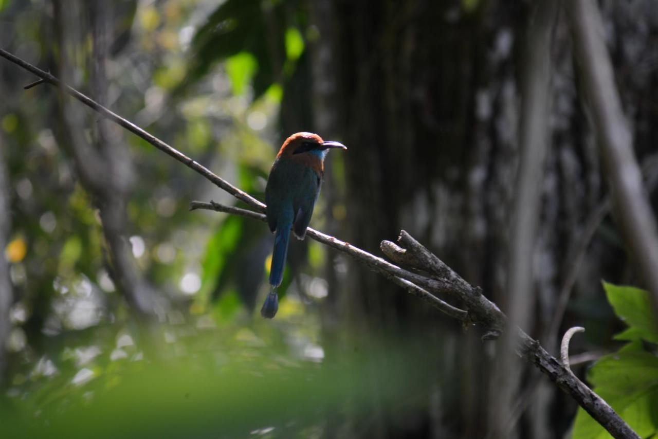 La Ceiba Tree Lodge Tilarán Exteriér fotografie